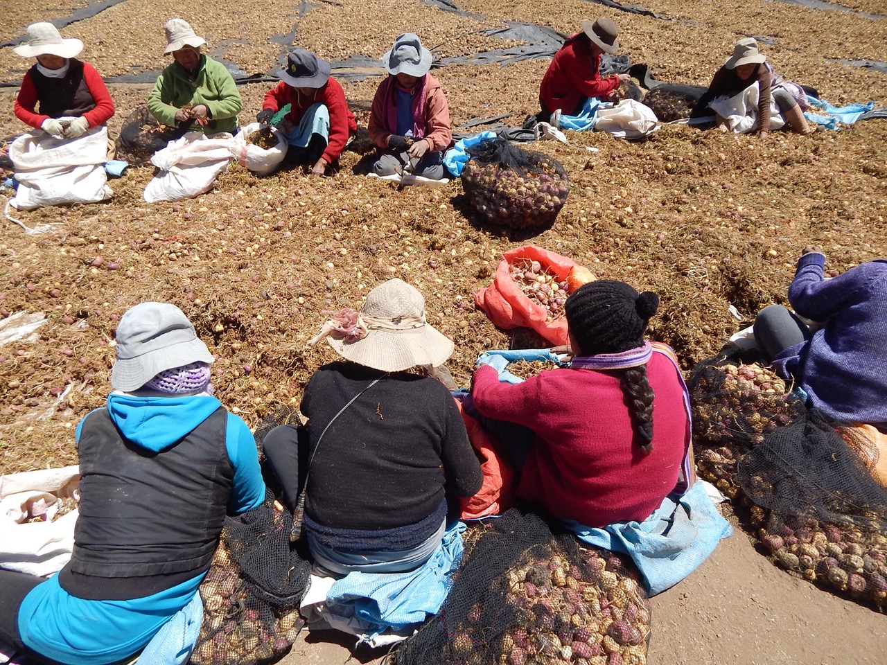 Workers sorting Maca through laughter