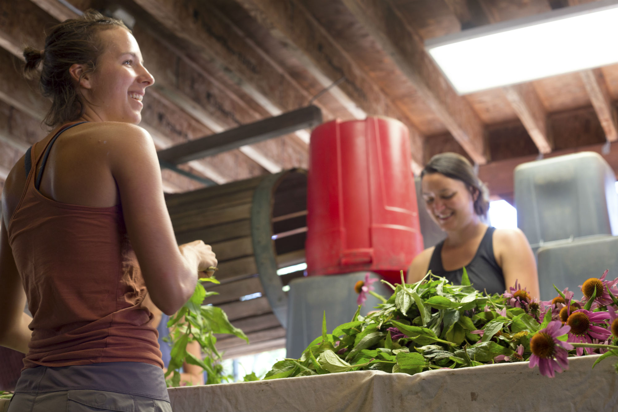 Sharing a laugh during Echinacea harvest