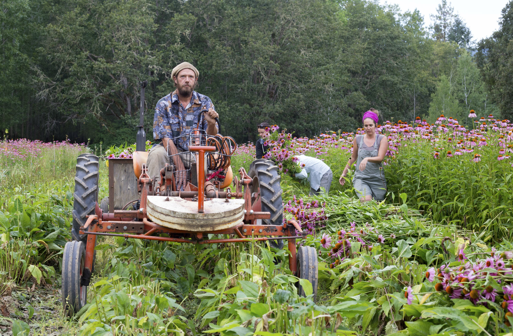 American gothic echinacea harvest