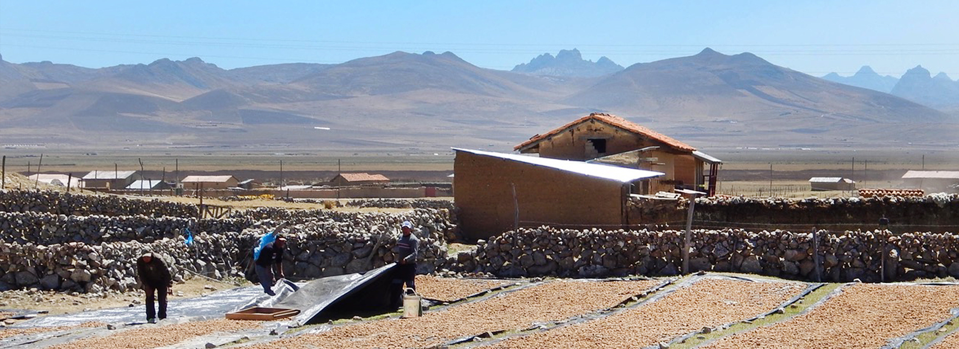 Sourcing Maca in Peru