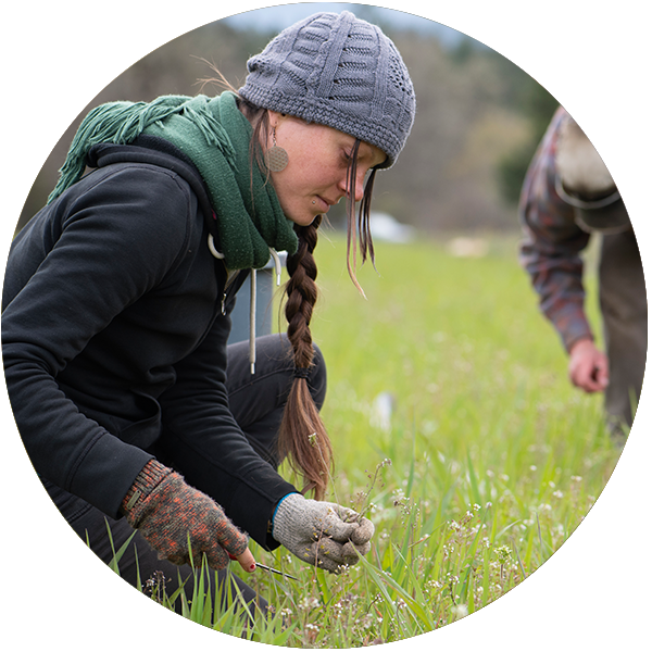 Working in the field at Ladangs Herbs Enterprise Ltd. Şti