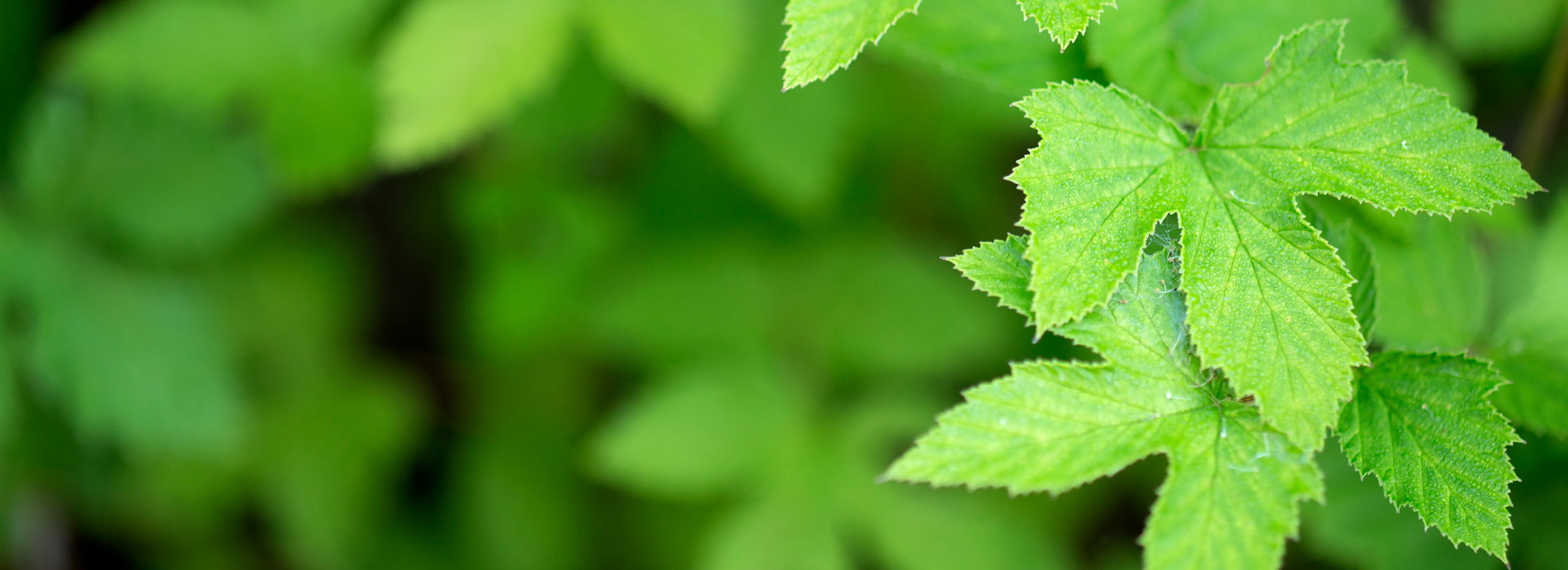 Meadowsweet Leaves